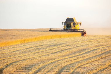 A large harvesting machine works diligently in a vast field at dusk, collecting ripe crops. The setting sun casts a warm glow over the landscape, enhancing the beauty of the harvest season.