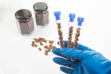 A researcher in a blue glove holds three test tubes filled with coffee beans while jars of beans are placed nearby on a clean surface. The setting is a laboratory focused on quality testing.