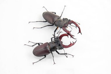 Ayırt edici boynuzları olan iki büyük böcek etkileyici boyutlarını ve eşsiz anatomisini gösteren açık bir arka planda konumlanmışlardır..