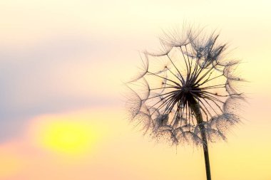Bir karahindiba tohumu başı gün batımında yumuşak bir pastel gökyüzüne karşı dimdik ayakta duruyor. Tohumların ve gövdenin karmaşık detayları solan ışığın sıcak renkleriyle vurgulanır..