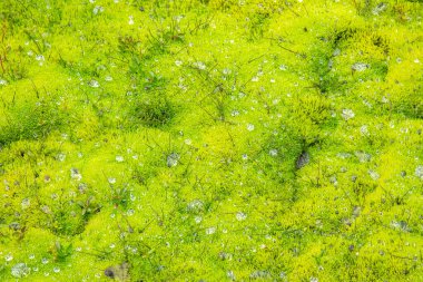 Canlı yeşil yosunlar, İzlanda 'nın çarpıcı açık hava ortamındaki yağmur damlalarıyla vurgulanıyor. Bu nemli iklimde yemyeşil bitki örtüsü, doğanın güzelliğini gözler önüne seriyor..