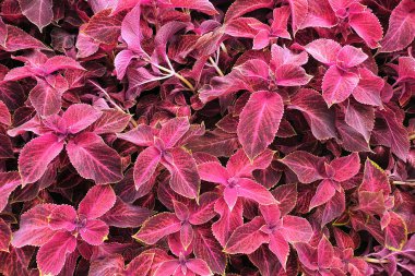 Berrak, canlı pembe yapraklar boşluğu dolduruyor, yumuşak güneş ışığı altında karmaşık yaprak desenleri sergiliyor. Bu tropikal bitki tüm gün boyunca bahçeye renk ve enerji katar..