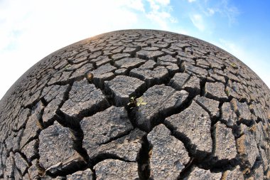 Çürük, çatlamış toprak ve ortaya çıkan küçük yeşil bitki güçlüklerdeki büyümeyi sembolize ediyor. Dayanıklılık ve çevresel farkındalık temaları için mükemmel..