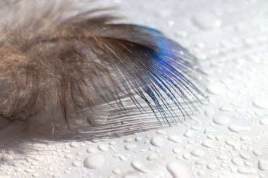 renk kuş tüyü beyaz kağıda yalan