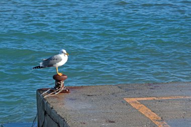 Martı, Bollard 'ın üzerine oturur. Marina ve deniz. Doğa ve eğlence. Tasarım için alanı kopyala. - Evet. Yüksek kalite fotoğraf