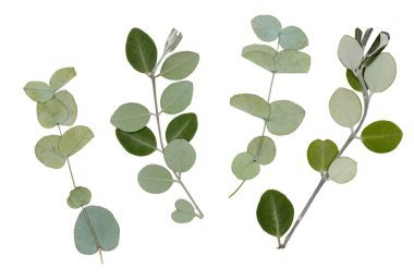 Beyaz arka planda kuru okaliptüs yaprakları var. Çiçek aranjmanlarında, bitki örtülerinde, hatıra defterlerinde kullanmak için. Yüksek kalite fotoğraf