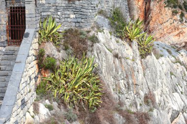 Porto Venere, Liguria 'daki kayalıklarda taş basamaklar ve ortaçağ kale duvarları. Doğa, İtalya 'da turizm. Geleneksel binalar. Tasarım için arka plan. - Evet. Yüksek kalite fotoğraf