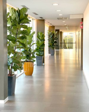 Modern bir binanın pencereleri olan uzun bir giriş salonu. Bitkiler ve iç mekan. Konferanslar için bina koridoru, iş etkinlikleri. - Evet. Yüksek kalite fotoğraf