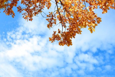 Turuncu yapraklar ve meşe dalları mavi gökyüzüne karşı. Tasarım için arka plan. - Evet. Yüksek kalite fotoğraf