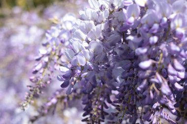 Bahar mevsiminde açan salkım salkımı. Doğa ve çiçekler. Tasarım için mor arkaplan. Yüksek kalite fotoğraf
