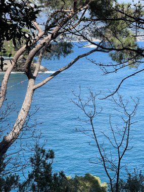 Baharda, güneşli bir günde Portofino, La Spezia 'daki dağda çam ağacı. İtalya ve Akdeniz 'in doğası. Tasarım için arka plan. Yüksek kalite fotoğraf