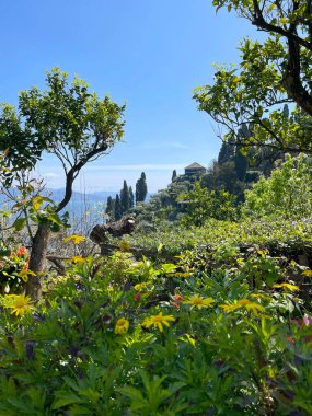 Baharda çiçekler ve ağaçlar güneşli bir günde Portofino 'da, La Spezia' da. İtalya ve Akdeniz 'in doğası. Tasarım için arka plan. Yüksek kalite fotoğraf