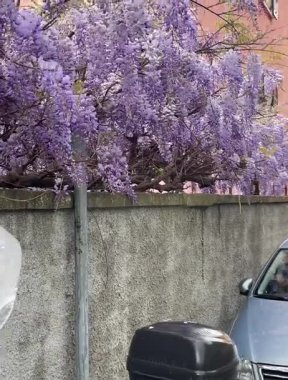 Bahar mevsiminde açan salkım salkımı. Doğa ve çiçekler. Tasarım için mor arkaplan. Yüksek kaliteli FullHD görüntüler