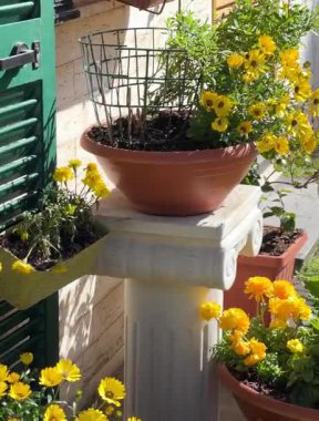 Esrar içinde bahar sarısı çiçekleri olan eski bir İtalyan köyü. Doğa ve bahçe. Mevsimler ve doğa. Tasarım için arka plan. Yüksek kaliteli FullHD görüntüler