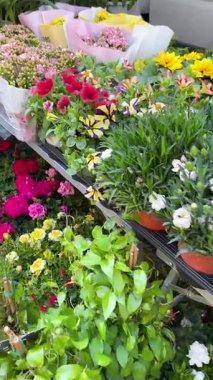 Sestri Levante, İtalya - 26 Nisan 2025. Avrupa, İtalya pazarlarında çiçekler. Bitki, yerel ürünler. Yüksek kalite 4k görüntü