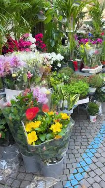 Sestri Levante, İtalya - 26 Nisan 2025. Avrupa, İtalya pazarlarında çiçekler. Bitki, yerel ürünler. Yüksek kalite 4k görüntü