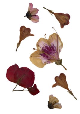 Beyaz arka planda izole edilmiş basınçlı ve kuru yapraklar. Çiçek desenlerinde, bitki örtülerinde, hatıra defterlerinde kullanmak için. Yüksek kalite fotoğraf