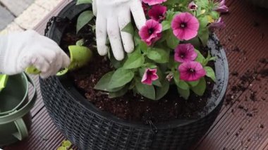 Bahçedeki saksıya çiçek eken kadın. Baharda bahçe ve yaşam tarzı. Bahçıvan aletleri. Yüksek kalite 4k görüntü