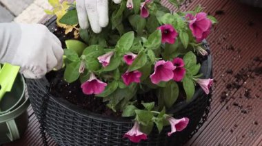Bahçedeki saksıya çiçek eken kadın. Baharda bahçe ve yaşam tarzı. Bahçıvan aletleri. Yüksek kalite 4k görüntü