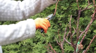 Bahçedeki mezhepçilerle kuru dalları buduyor. Baharda bahçe ve yaşam tarzı. Bahçıvan aletleri. Yüksek kalite 4k görüntü