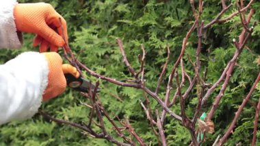 Bahçedeki mezhepçilerle kuru dalları buduyor. Baharda bahçe ve yaşam tarzı. Bahçıvan aletleri. Yüksek kalite 4k görüntü