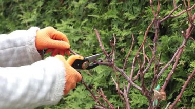 Bahçedeki mezhepçilerle kuru dalları buduyor. Baharda bahçe ve yaşam tarzı. Bahçıvan aletleri. Yüksek kalite 4k görüntü