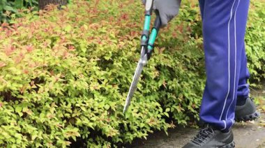 Adam bahçe makası ile çalıları buduyor. Bahçıvanlık ve temizlik. Bitkinin doğası ve bakımı. Yüksek kalite 4k görüntü