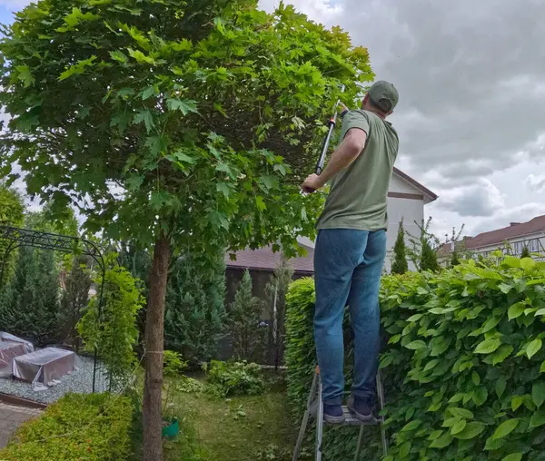 Adam akçaağaç bahçesindeki dalları buduyor. Bahçıvanlık, aletler ve yaşam tarzı. Bahçe düzenleme, yeşil eskrim. Yüksek kalite fotoğraf