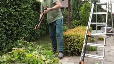 Adam arka bahçedeki akçaağaçtan dal ve yaprak kesiyor. Bahçıvanlık, aletler ve yaşam tarzı. Bahçe düzenleme, yeşil çitler. Yüksek kalite 4k görüntü