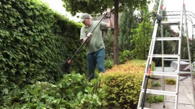 Adam arka bahçedeki akçaağaçtan dal ve yaprak kesiyor. Bahçıvanlık, aletler ve yaşam tarzı. Bahçe düzenleme, yeşil çitler. Yüksek kalite 4k görüntü