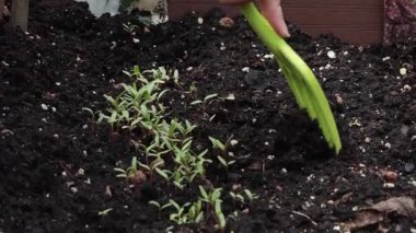Bahçedeki filizlerin etrafında toprak kazan bir kadın. Doğa ve bahçe işleri. Organik ürünler. Yaşam tarzı. - Evet. Yüksek kalite 4k görüntü