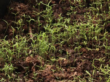 Bahçe avlusundaki saksıda çiçek fideleri. Doğa ve bahçe işleri. - Evet. Yüksek kalite fotoğraf