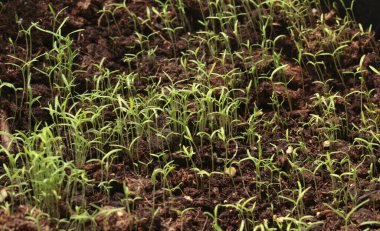 Bahçe avlusundaki saksıda çiçek fideleri. Doğa ve bahçe işleri. - Evet. Yüksek kalite fotoğraf