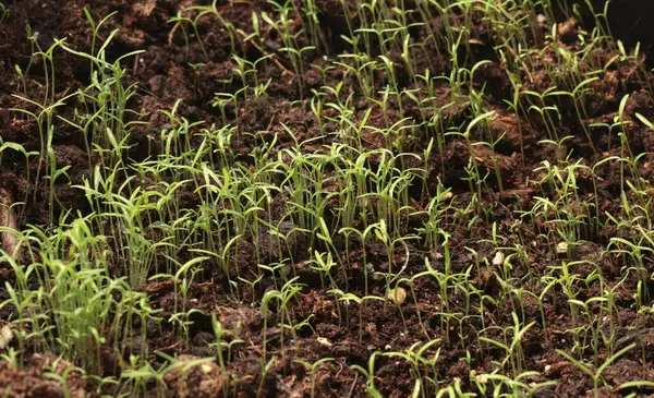 Bahçe avlusundaki saksıda çiçek fideleri. Doğa ve bahçe işleri. - Evet. Yüksek kalite fotoğraf