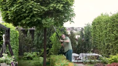 Adam akçaağaç bahçesindeki dalları buduyor. Bahçıvanlık, aletler ve yaşam tarzı. Bahçe düzenleme, yeşil eskrim. Yüksek kalite 4k görüntü