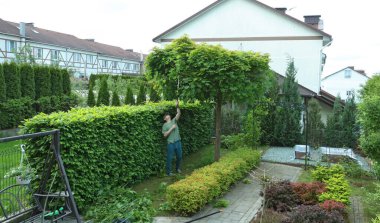 Minsk, Belarus - Haziran 01, 2025. Adam akçaağaç bahçesindeki dalları buduyor. Bahçıvanlık, aletler ve yaşam tarzı. Bahçe düzenleme, yeşil eskrim. Yüksek kalite fotoğraf