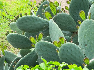 Taze lahanalı Opuntia kaktüsü. Tasarım için yeşil arkaplan. Egzotik bitkiler. - Evet. Yüksek kalite fotoğraf