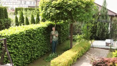 Adam akçaağaç bahçesindeki dalları buduyor. Bahçıvanlık, aletler ve yaşam tarzı. Bahçe düzenleme, yeşil eskrim. Yüksek kalite 4k görüntü