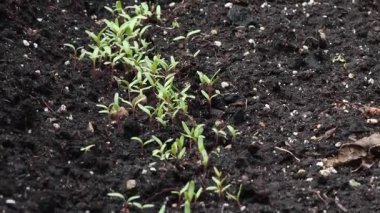 Bir sıra sebze fidanı, bahçe yatağında yeşil salata. Doğa ve bahçe işleri. Organik ürünler. Yaşam tarzı. - Evet. Yüksek kalite 4k görüntü