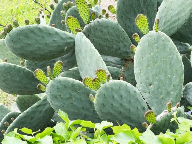 Taze lahanalı Opuntia kaktüsü. Tasarım için yeşil arkaplan. Egzotik bitkiler. - Evet. Yüksek kalite fotoğraf