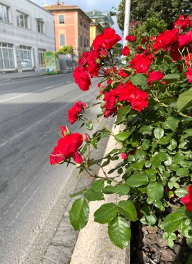 Yol kenarında kırmızı gül çiçekleri. İtalyan kasabasında eski bir cadde. Geleneksel bina. Bahar güneşli bir gün. Doğa ve mevsimler. Tasarım için arka plan. Yüksek kalite fotoğraf