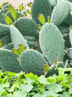 Taze lahanalı Opuntia kaktüsü. Tasarım için yeşil arkaplan. Egzotik bitkiler. - Evet. Yüksek kalite fotoğraf