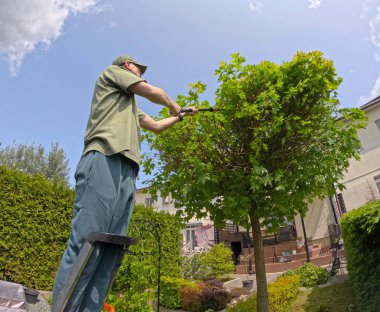 Adam akçaağaç bahçesindeki dalları buduyor. Bahçıvanlık, aletler ve yaşam tarzı. Bahçe düzenleme, yeşil eskrim. Yüksek kalite fotoğraf