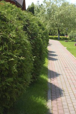 Yeşil çimenlik, parkta fayans yolu. Thuja çalıları yazın güneşli bir günde balo şeklinde olur. Tasarım için arka plan. Ekoloji ve doğa. Peyzaj tasarımı. - Evet. Yüksek kalite fotoğraf
