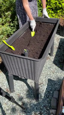 Kadın, yüksek bahçe yatağında küçük malalarla kürek çekiyor. Doğa ve bahçe işleri. Organik ürünler. Yaşam tarzı. Yüksek kalite 4k görüntü