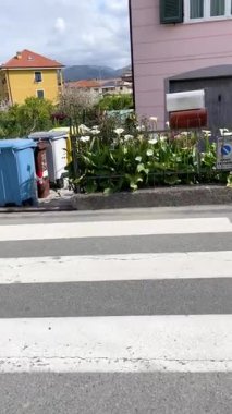 Anonymous yaya geçidinde karşıdan karşıya geçiyor. Liguria, İtalya 'daki geleneksel binaların mimarları ve binaları. Doğa ve çiçek açan zambaklar. Yüksek kalite 4k görüntü