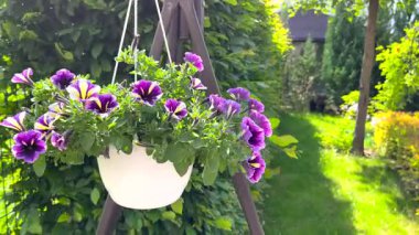  White hanging pot with blooming petunia in backyard in summer. Nature and seasons, landscape design. High quality 4k footage