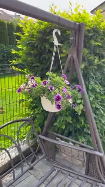 Yazın bahçesinde çiçek açan petunya ile birlikte beyaz asma kabı. Doğa ve mevsimler, manzara tasarımı. Yüksek kalite 4k görüntü