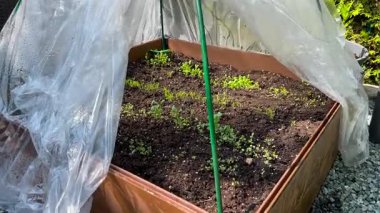 Modern kare sera, baharda güneşli bir baharda arka bahçede yatağı kaldırmak. Sebze ve bitki tohumları. Evin arka bahçesi için tasarım. Yüksek kalite 4k görüntü