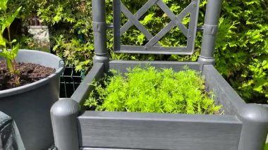 Modern esrar, yatak, yazın güneşli bir günde bahçe. Bahçede otlar ve yeşillikler. Yiyecek ve sağlıklı yaşam. Arka bahçedeki evin tasarımı. Yüksek kalite 4k görüntü